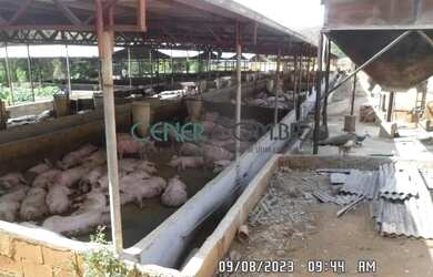 Imagem 11: 2512 Fazenda De 160 Ha Com Grande Suinocultura Em Atividade Região De Ponte Nova Mg