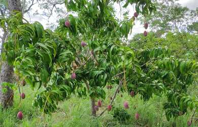 Imagem: A chácara possui 5.500m² de Área, Churrasqueira, Varanda