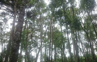 Imagem 2: Chácara Almirante Tamandaré 21.000m², 16Km de Curitiba, luz, 2km asfalto