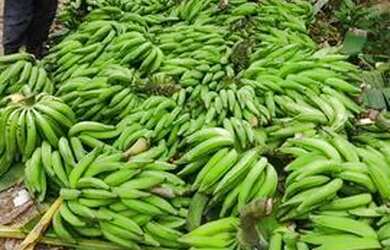 Imagem 8: Fazenda com 22 hectares Santana do Mundaú