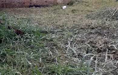 Imagem 2: Lote em ótima localização residencial Paris