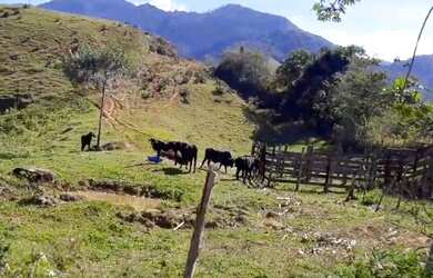 Imagem: A fazenda está localizado em Santa Maria Madalena, RJ à venda