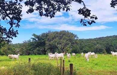 Imagem 5: Fazenda 38 Alqueires Vale do Araguaia