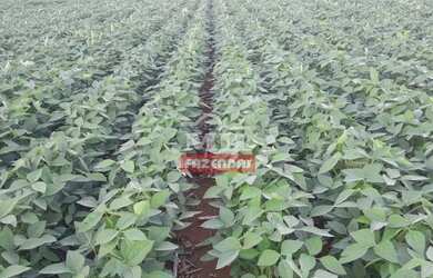 Imagem: A fazenda possui 500m² de Área e está localizado em Setor