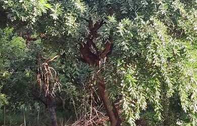 Imagem 3: Chácara em Abadia de Goiás