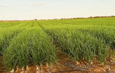 Imagem: A fazenda possui 454m² de Área e está localizado em Várzea