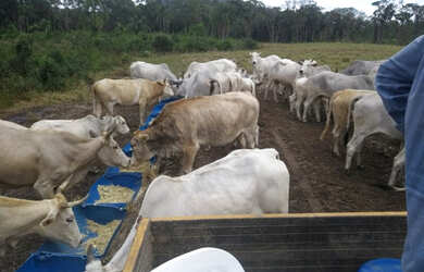 Imagem 12: Boa pra pasto ou plantio