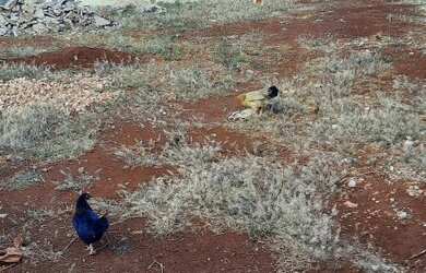 Imagem: O terreno possui 490m² de Área e está localizado em City