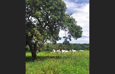 Imagem 15: Fazenda 38 Alqueires Vale do Araguaia