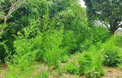 Imagem 8: SANTANA DE PARNAíBA - Terreno Padrão - Recanto Maravilha III