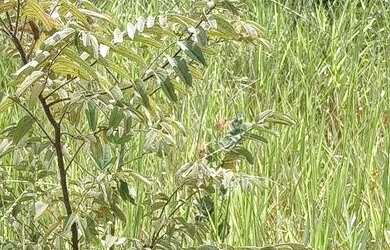 Imagem 2: Vende-se fazenda 173hectares e presidente Olegário