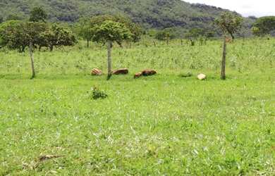 Imagem 10: Fazenda Rica em agua 80 Mil por Alqueire 241