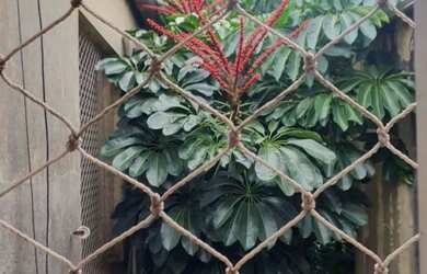 Imagem 14: RARIDADE! 3 Quartos no Centro Histórico junto à UFRGS/Santa Casa de POA