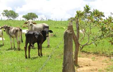 Imagem: A fazenda possui Churrasqueira e está localizado em Jardim