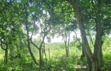 Imagem 2: Sitio 9 hectares e meia valor 295.000