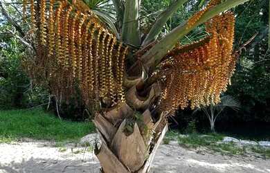 Imagem 15: Imóvel para venda com 9000 metros quadrados com 4 quartos em São Vicente...