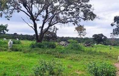 Imagem 9: Fazenda 38 Alqueires Vale do Araguaia