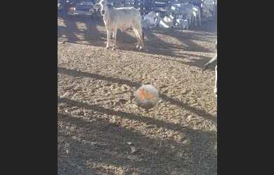 Imagem: A fazenda possui 1161600m² de Área e está localizado em Piracanjuba