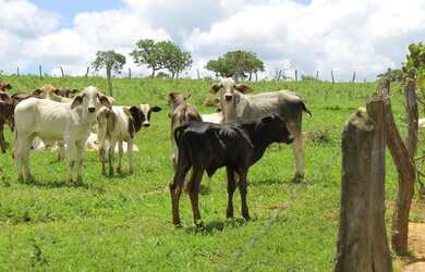 Imagem 2: Fazenda Rica em agua 80 Mil por Alqueire 241
