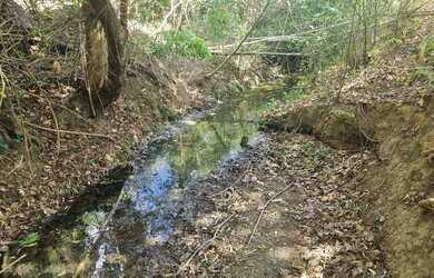 Imagem 9: Fazenda 81 uma hectares e meia valor 420.000