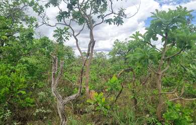 Imagem 4: Fazenda 2.750 hectares valor 8.250.000