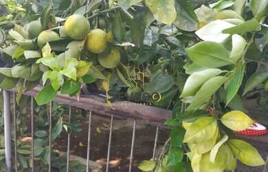 Imagem 15: Casa à venda no bairro Brasilândia - São Gonçalo/RJ