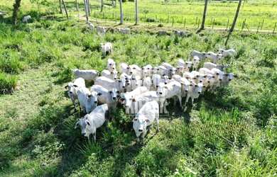 Imagem: A fazenda possui 300m² de Área e está localizado em Silva