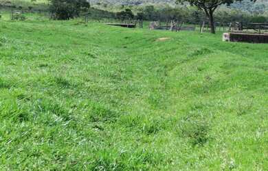 Imagem 9: Fazenda Rica em agua 80 Mil por Alqueire 241