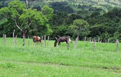 Imagem 6: Fazenda Rica em agua 80 Mil por Alqueire 241