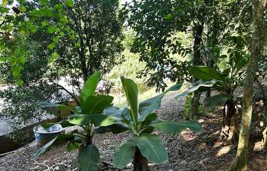 Imagem 9: Terreno Boa vista Da aparecida 5800m2