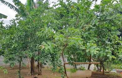 Imagem 13: SANTANA DE PARNAíBA - Terreno Padrão - Recanto Maravilha III