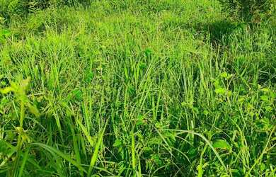 Imagem 10: A M IMOVEIS VENDE EXELENTE FAZENDA COM 13 ALQUEIRES MINAÇU-GO