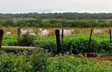 Imagem: A chácara está localizado em Setor Morada do Sol, Palmas à