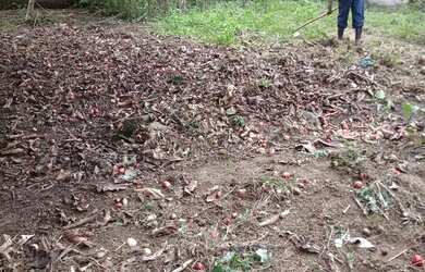 Imagem 3: Lote em Guapimirim, Parada Ideial, com 800 metros