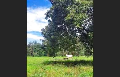 Imagem 12: Fazenda 38 Alqueires Vale do Araguaia