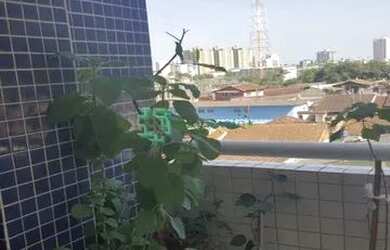 Imagem 5: ÓTIMO APARTAMENTO NO BAIRRO PEDREIRA - MONGAGUÁ - SP