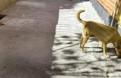 Imagem 11: 031 Excelente apartamento térreo no Boaçu São Gonçalo