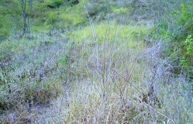Imagem 4: Fazendinha de 96 mil metros, so 59 mil. bastante agua nascente aceita...