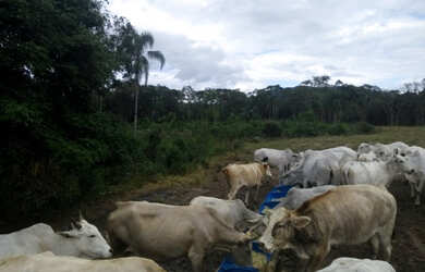 Imagem 9: Boa pra pasto ou plantio