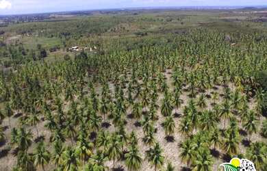 Imagem: A fazenda possui 19m² de Área e está localizado em Conde