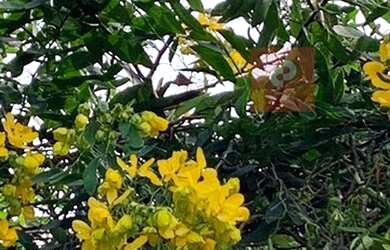 Imagem 16: Casa para aluguel tem 167 metros quadrados com 4 quartos em Jardim Novo...