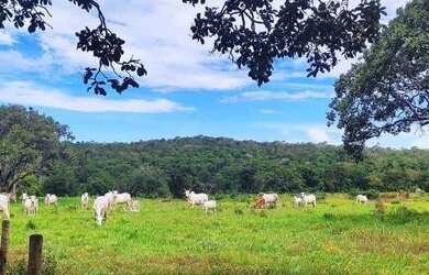 Imagem 11: Fazenda 38 Alqueires Vale do Araguaia