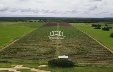 Imagem 12: EXCELENTE FAZENDA DE PLANTIO DE BANANA E PECUARIA NO NORTE DE MINAS