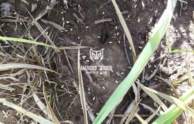 Imagem 3: FAZENDA DE OPORTUNIDADE EM MONTES CLAROS DE 145 HA A 45 KM DA CIDADE SENTIDO...