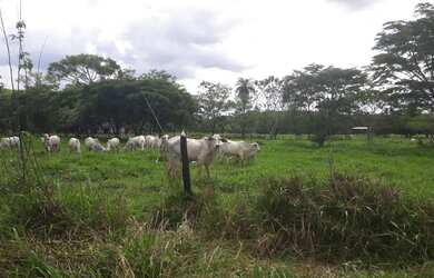 Imagem: A fazenda possui 20.000m² de Área e está localizado em Araçaí