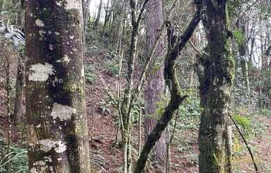 Imagem 8: Terreno à venda, 8857 m² por R$ 849.000,00 - Ferraria - Campo Largo/PR