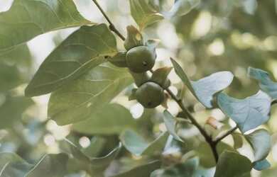 Imagem 6: Terreno - Bairro Mato Queimado