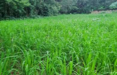 Imagem 3: Chácara 2.660 metros valor 430.000