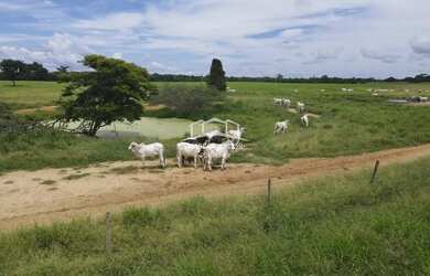 Imagem 6: EXCELENTE FAZENDA DE PLANTIO DE BANANA E PECUARIA NO NORTE DE MINAS