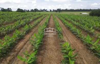 Imagem 4: EXCELENTE FAZENDA DE PLANTIO DE BANANA E PECUARIA NO NORTE DE MINAS